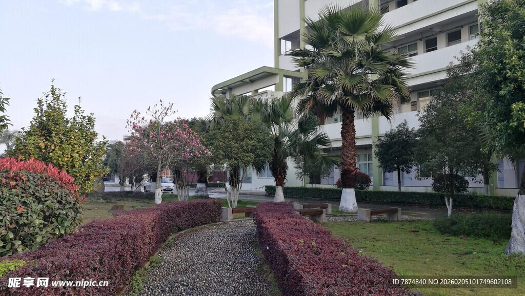 校园内的绿植景观