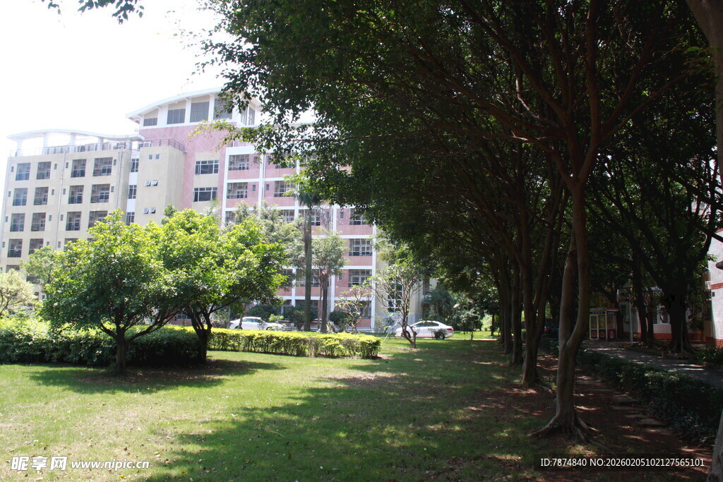 校园林荫道美景