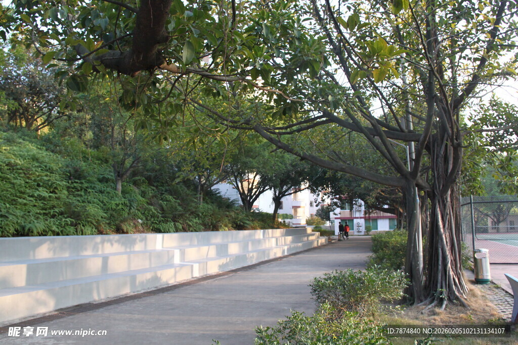 林荫下的静谧步道