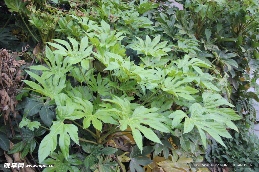 绿叶繁茂的植物景观