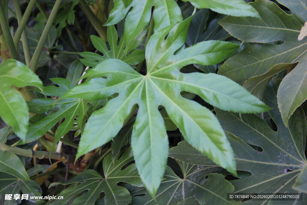 翠绿掌状叶片植物特写