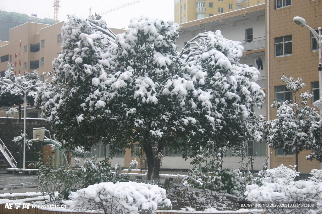 雪覆树木的冬日景象