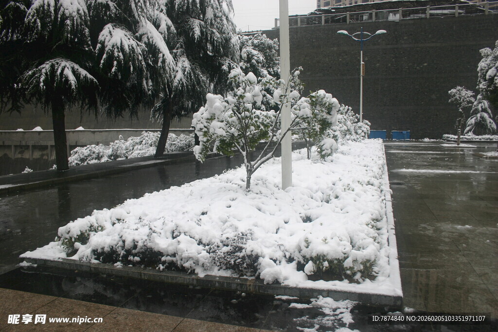 街头雪景中的树木