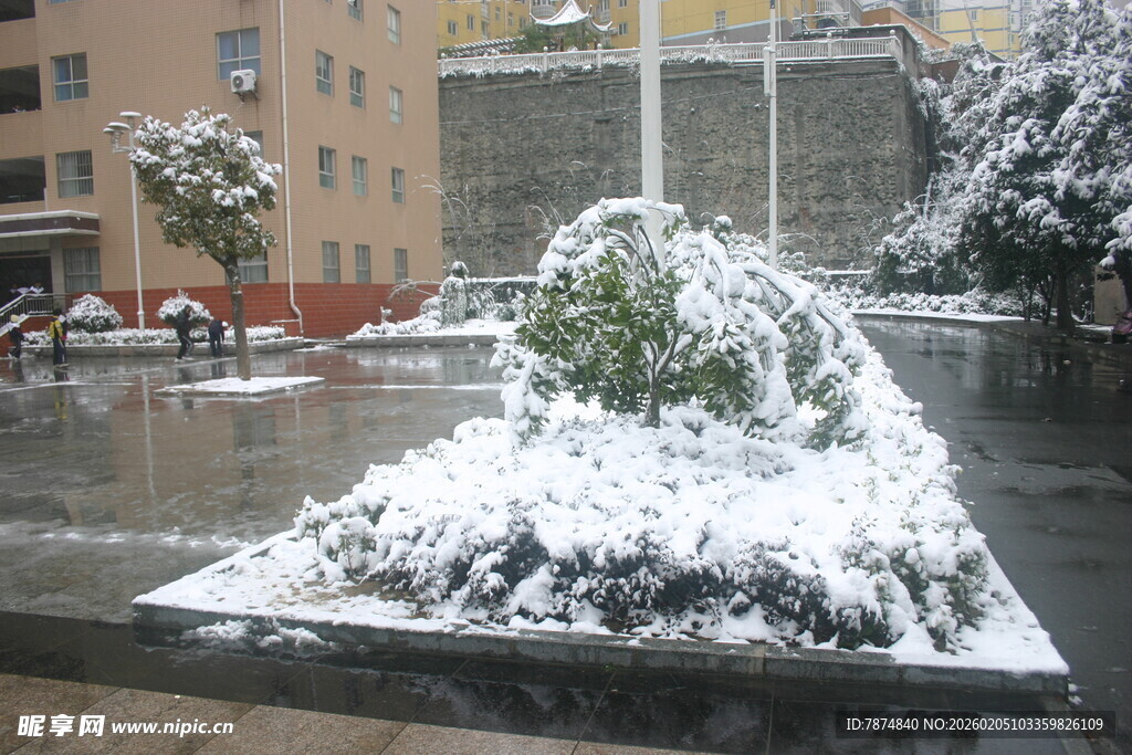 城市雪景中的覆雪绿植