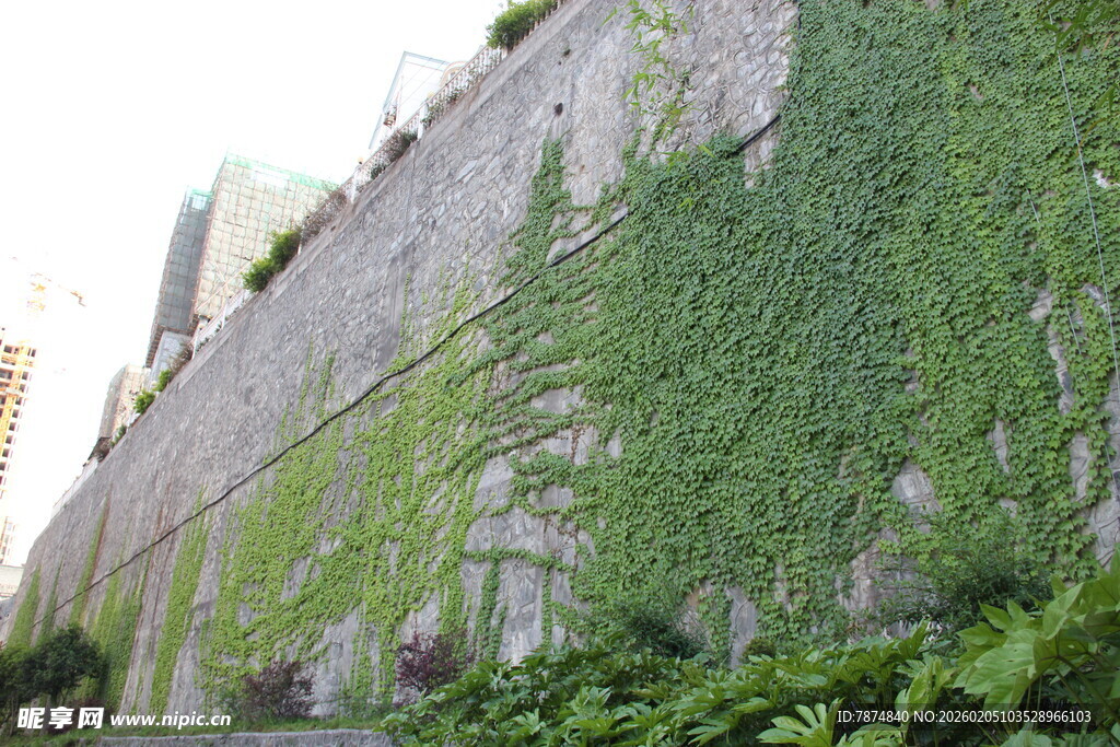 爬满绿植的古老石墙