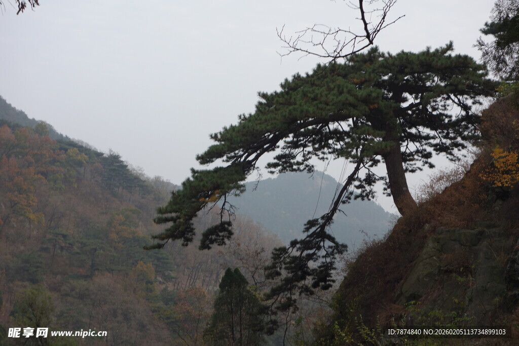 泰山山间孤松傲立