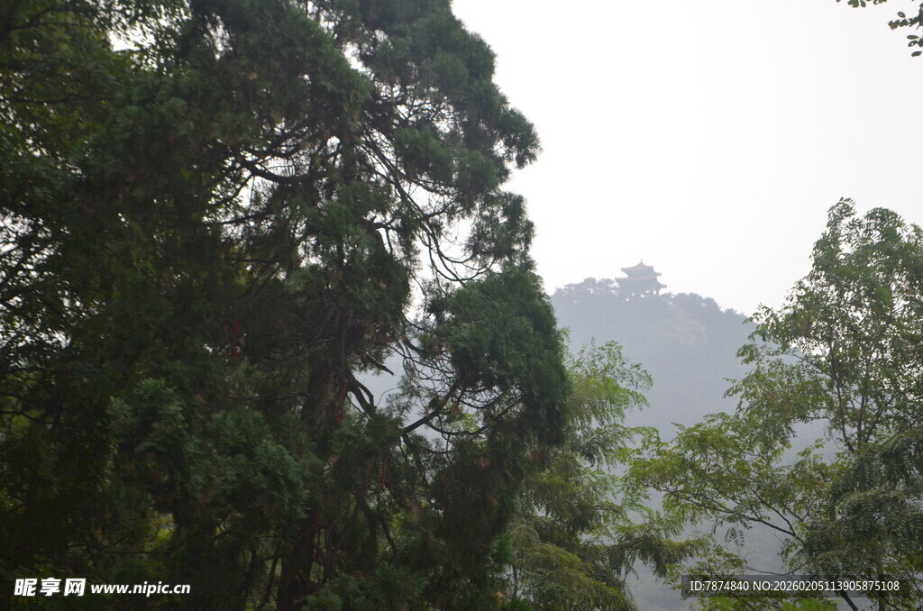 泰山山林间葱郁树木与朦胧远山