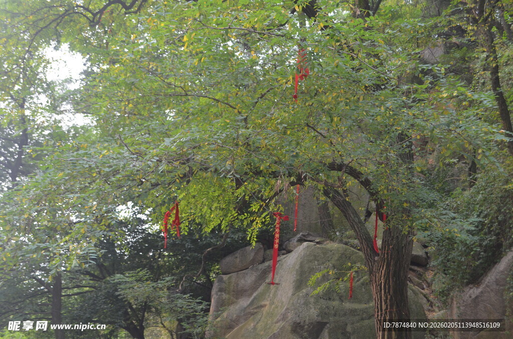 泰山古树下祈福的红绸