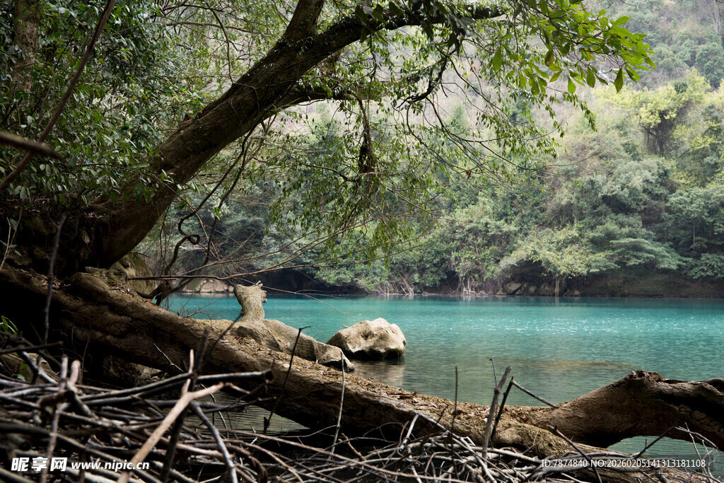 荔波溪边枯树下的静谧自然景