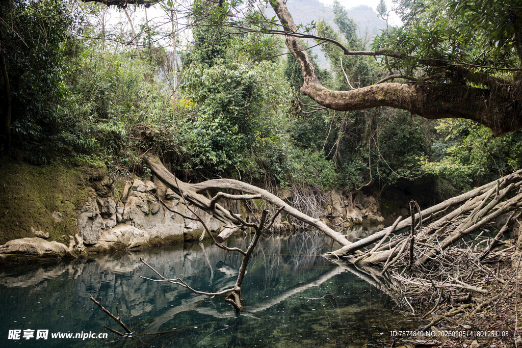 荔波森林中清澈水边的倒木景观
