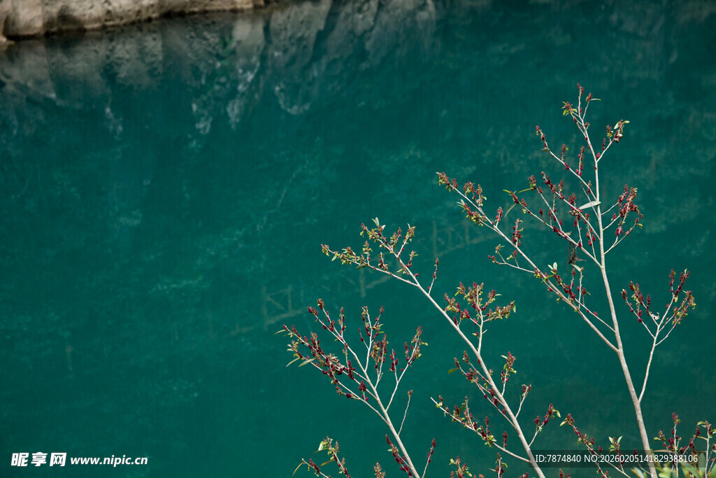 荔波湖畔枝影 碧水清幽