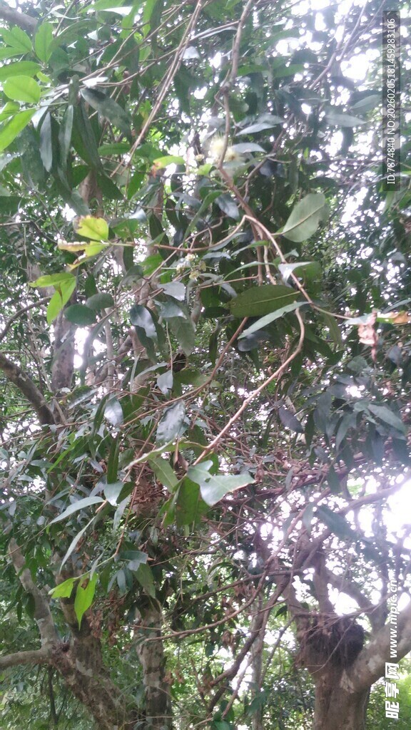 三亚繁茂枝叶的树木景观