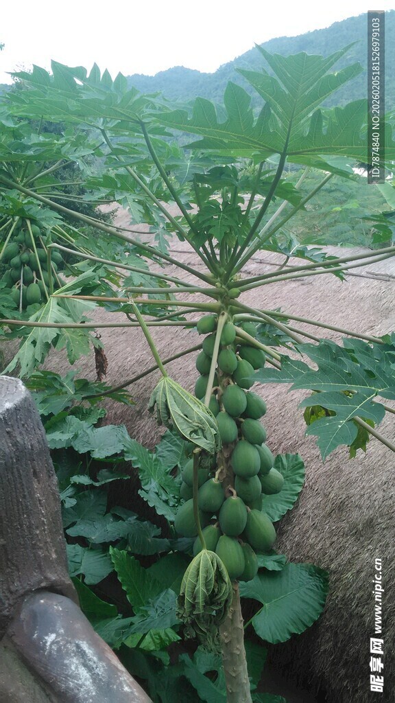 三亚田间生长的带果木瓜植株