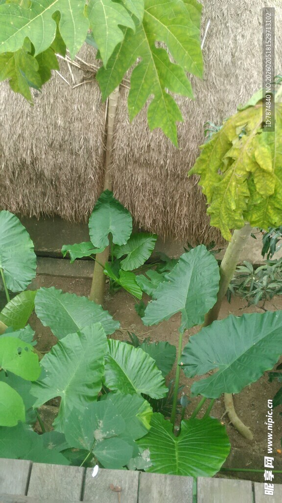 三亚庭院中的绿植景致