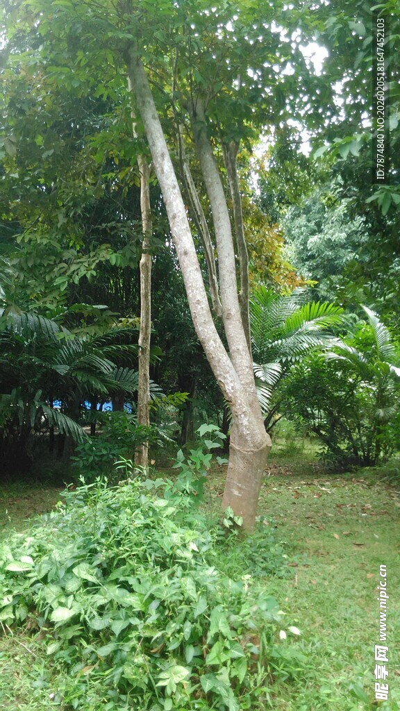 三亚林间树木与繁茂绿植