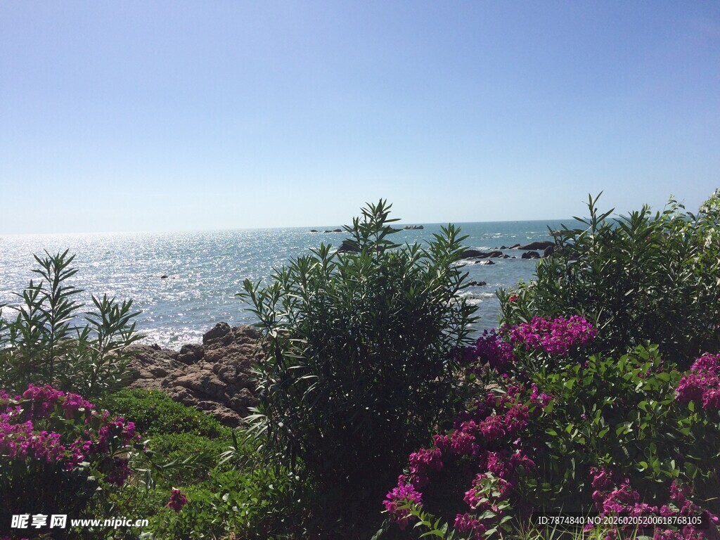 三亚三亚海边花丛美景