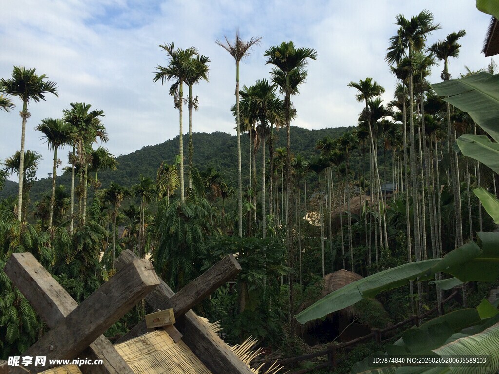 三亚户外棕榈林与木制结构景观