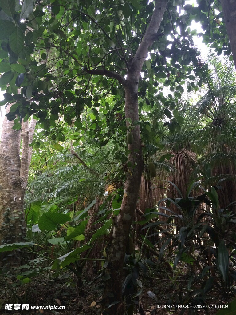 三亚茂密丛林中的绿意景致