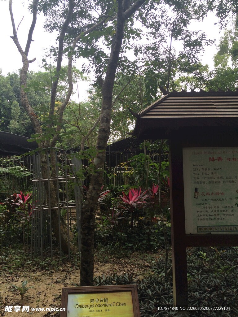 三亚林间指示牌与花草景致