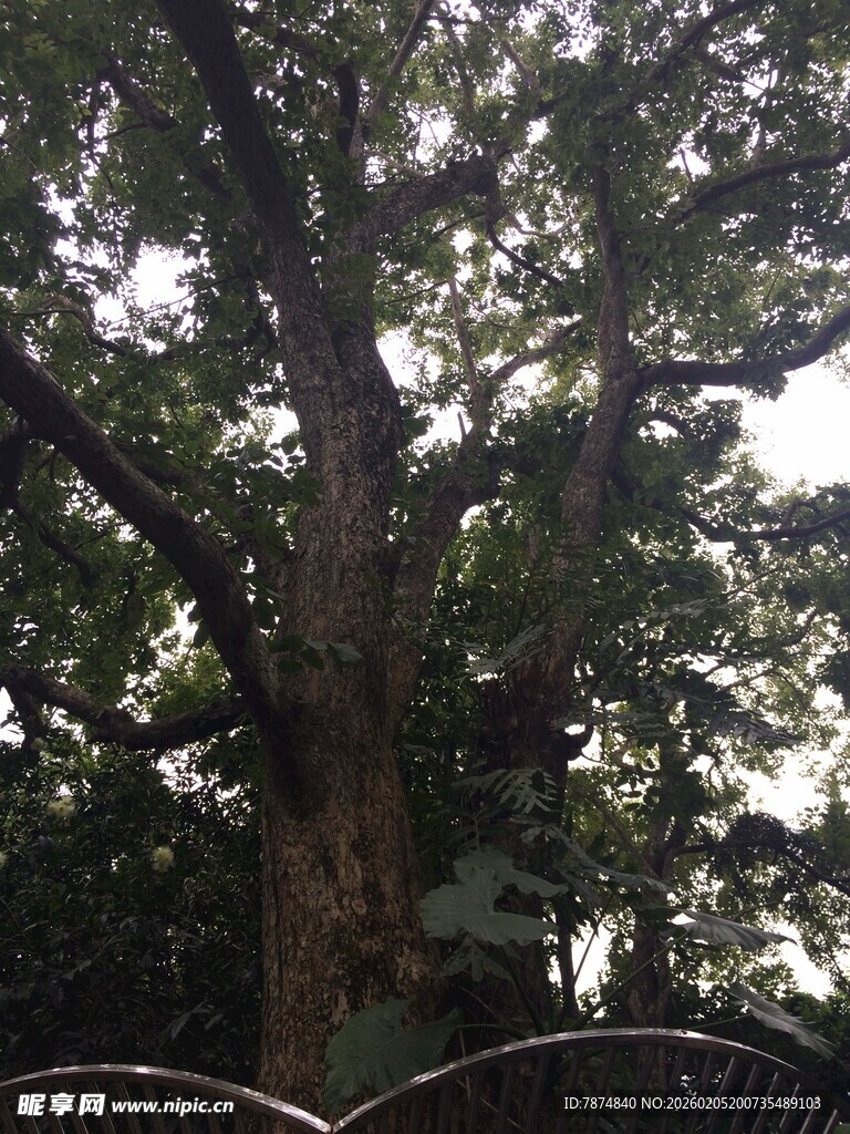 三亚树下休憩场景