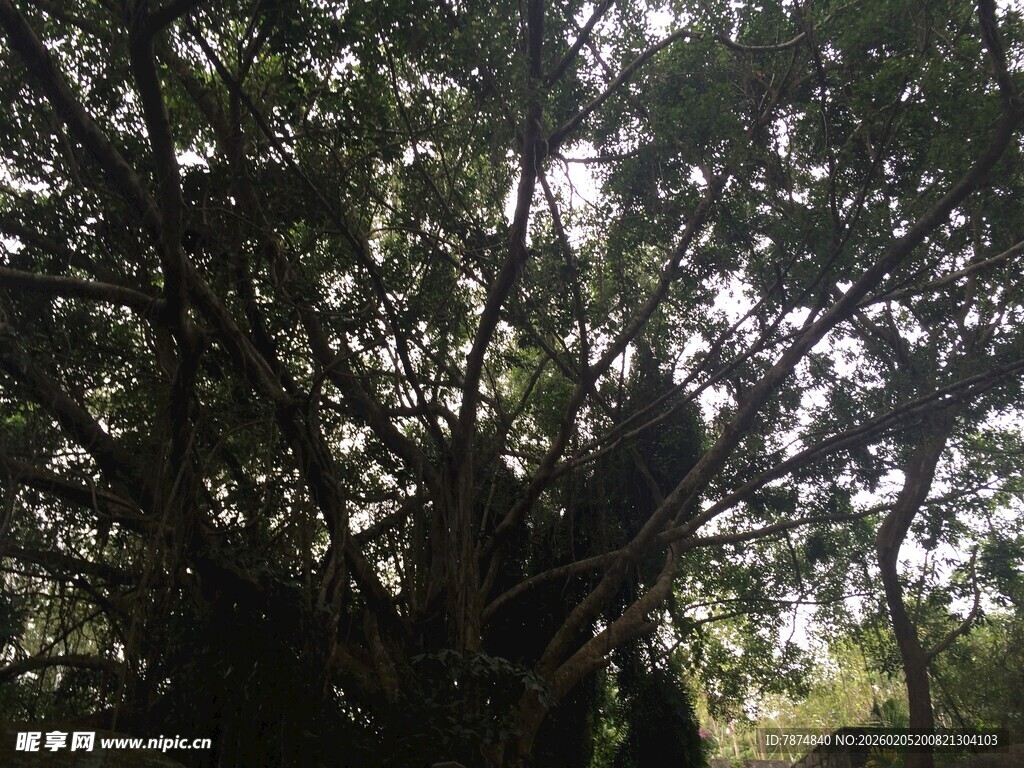 三亚繁茂大树的独特树冠景观