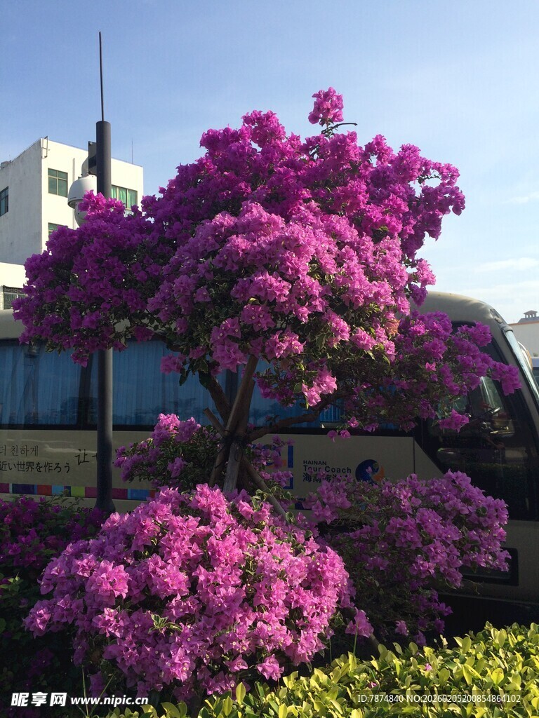 三亚盛开的紫花树与背景车辆