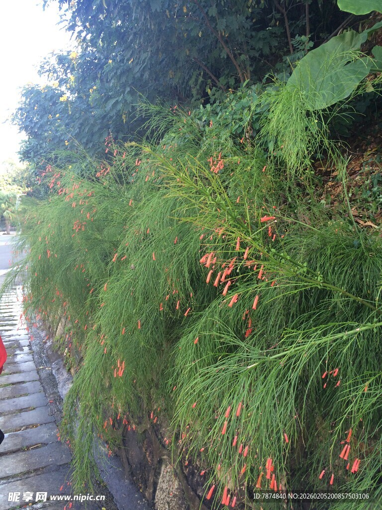 三亚水边葱郁绿植景观