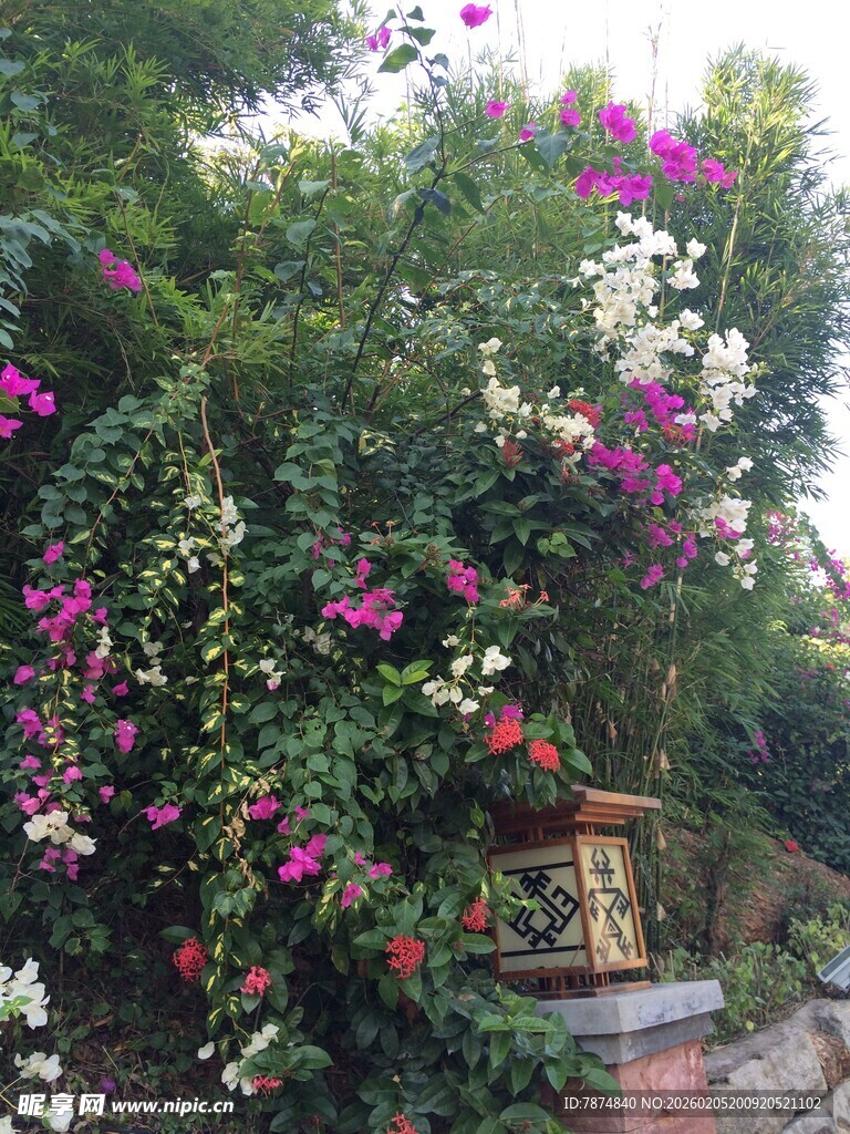 三亚繁花簇拥的户外景致