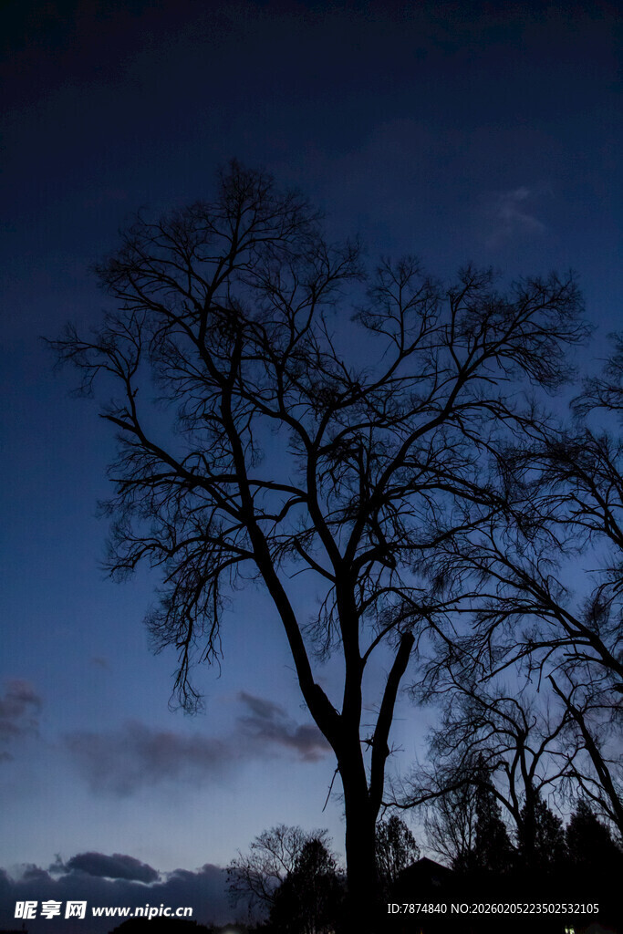 三亚夜幕下的孤树剪影