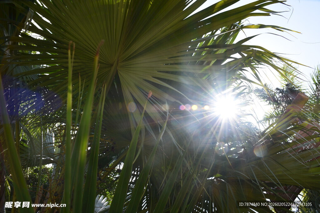 三亚阳光透过棕榈叶的美景