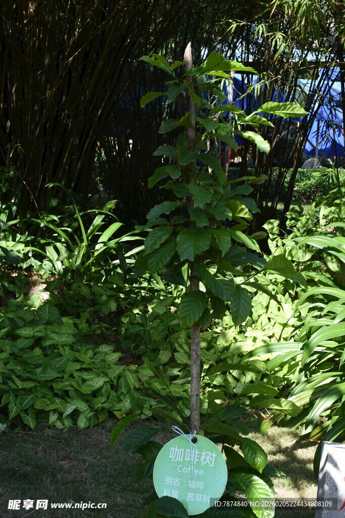 三亚花园中的绿植与悬挂标牌