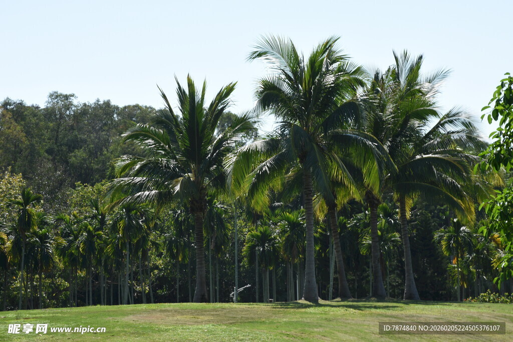 三亚热带风光中的高大棕榈树