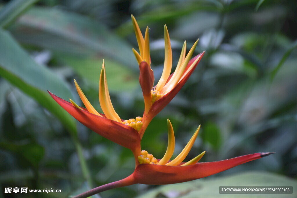 三亚艳丽蝎尾蕉特写