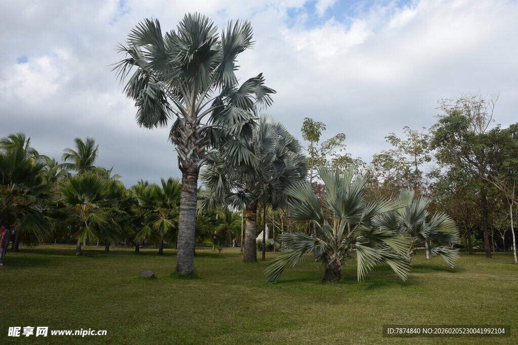 三亚户外绿意盎然的热带植物景观