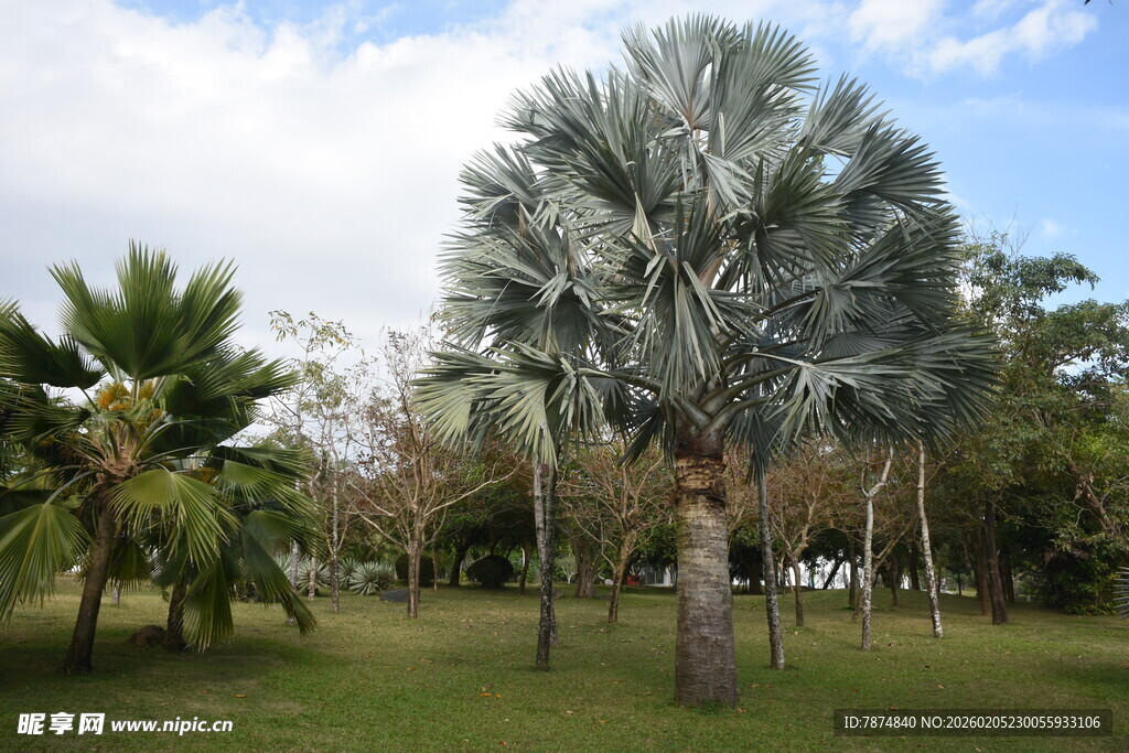 三亚户外草地中的高大棕榈树