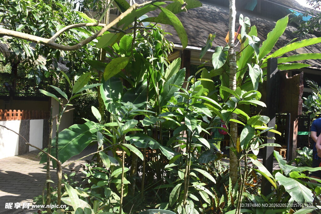 三亚繁茂绿植环绕的户外场景