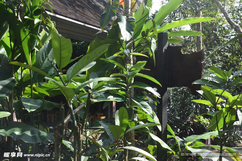 三亚丛林中的小屋