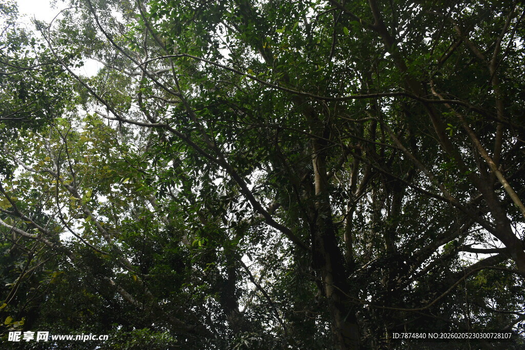三亚茂密树林中的繁茂枝叶