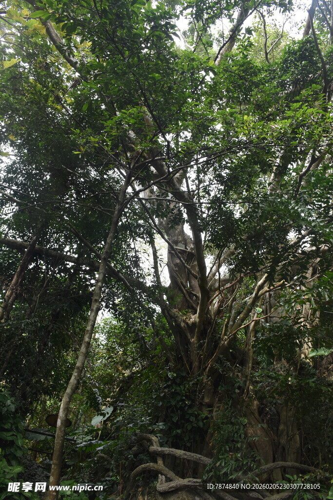 三亚茂密丛林中的繁茂树木