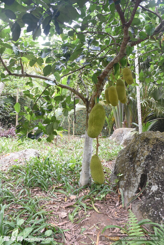 三亚果园中的菠萝蜜树