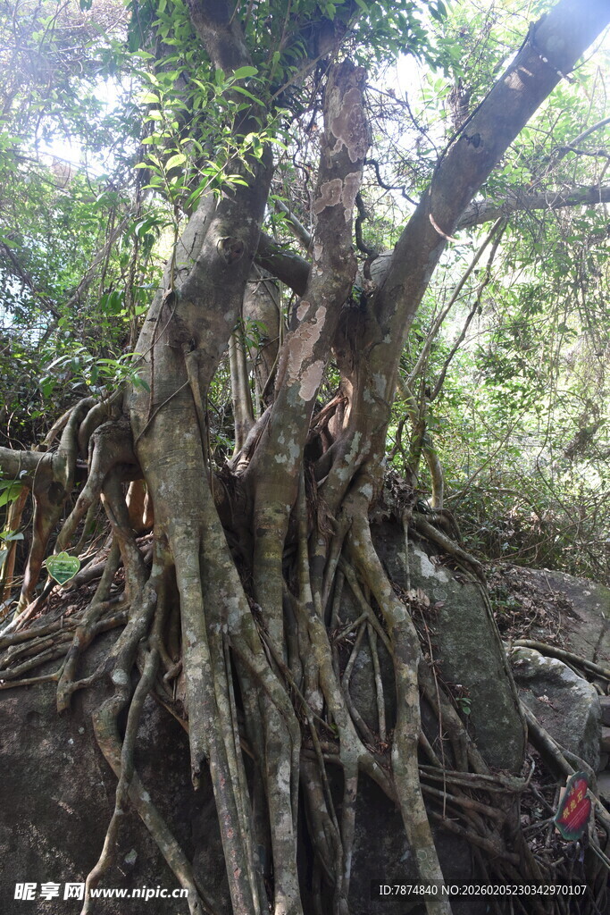 三亚盘根错节的古老树根
