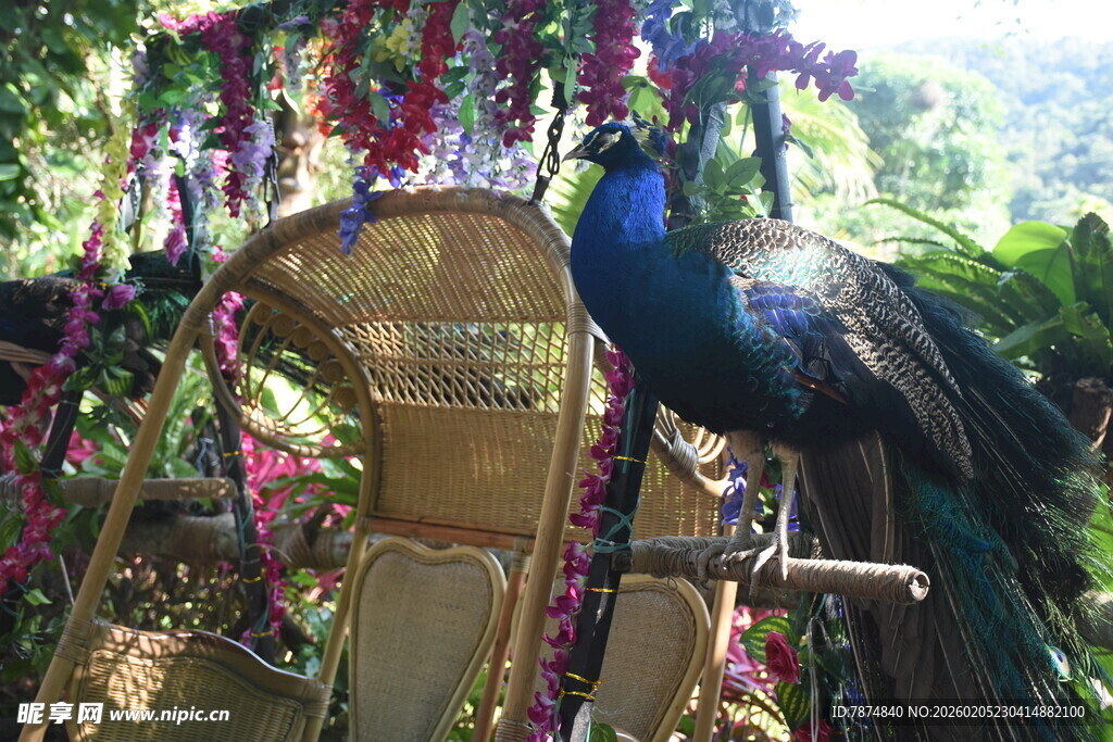 三亚孔雀立于装饰华丽的座椅旁