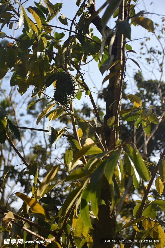 三亚枝叶繁茂的树木景象