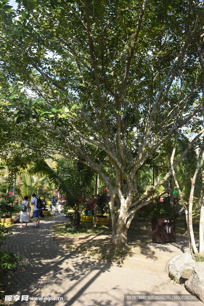 三亚林荫小道 静谧树木景致