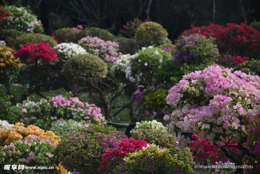 三亚多彩花卉组成的繁茂花境