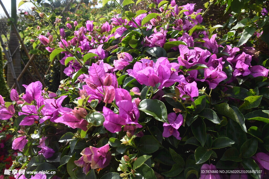 三亚绽放的艳丽三角梅