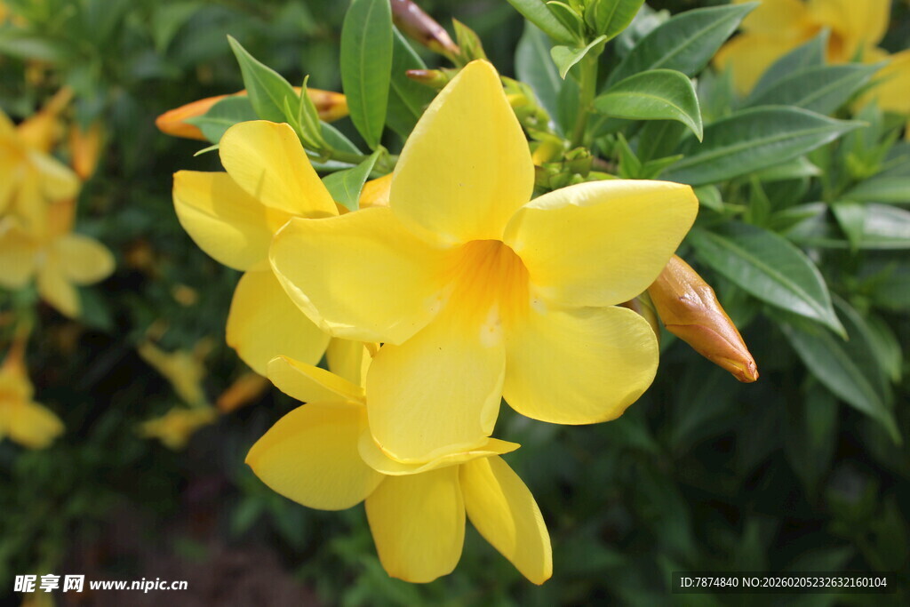 三亚绽放的黄色飘香藤花朵