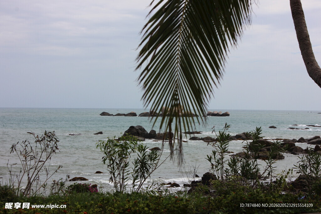 三亚海边椰树与葱郁植被景观