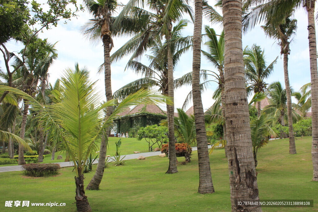 三亚热带棕榈林景观