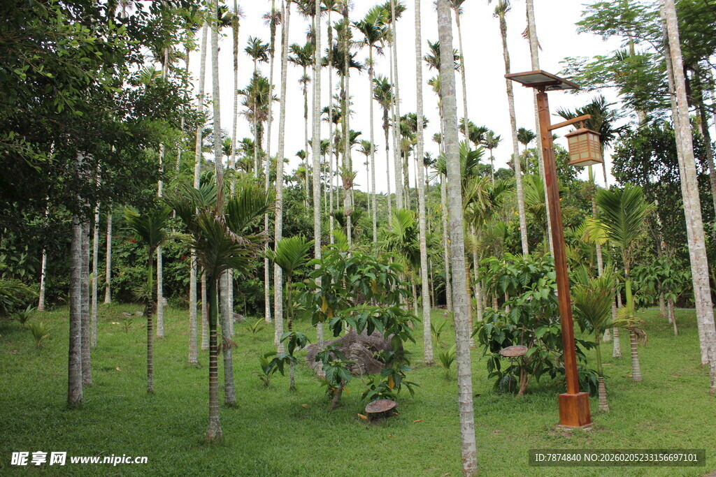 三亚林间景观 特色树木装置